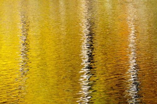 Abstract;Abstraction;Abstracts;Autumn;Brown;Gold;Line;Oneness;Orange;Pattern;Peaceful;Reflection;Reflections;Ripple;Tan;Tree;Trees;Trunk;Water;White;zen